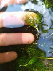 Ranunculus aquatilis