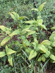 Spigelia marilandica