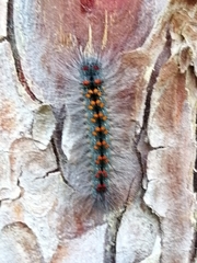 Lymantriinae