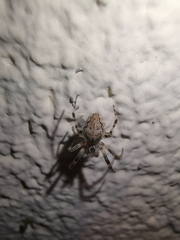 Larinioides sclopetarius