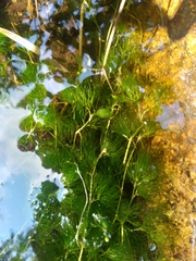 Ranunculus aquatilis