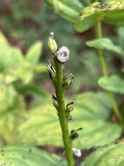 Spigelia marilandica