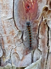 Lymantriinae