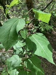 Tilia americana