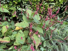 Bistorta amplexicaulis