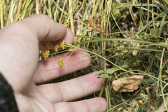 Bupleurum ranunculoides