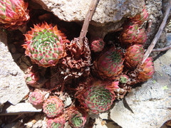 Sempervivum vicentei