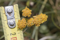 Bupleurum ranunculoides