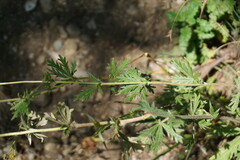 Potentilla inclinata