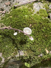 Marasmiellus candidus