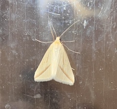 Rhodometra sacraria