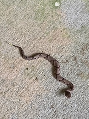 Agkistrodon contortrix