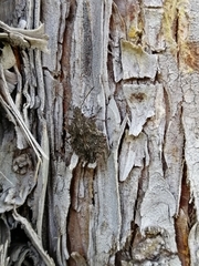 Brochymena quadripustulata
