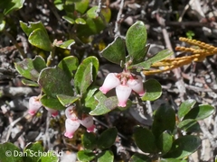 Arctostaphylos uva-ursi