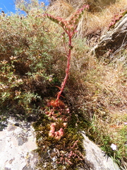 Sempervivum vicentei