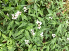 Persicaria jucunda