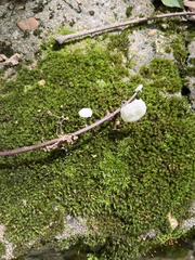 Marasmiellus candidus