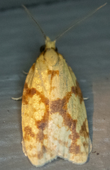 Sparganothis sulfureana