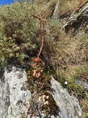 Sempervivum vicentei