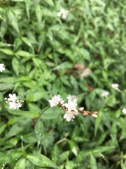 Persicaria jucunda