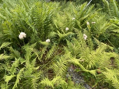 Eriophorum virginicum