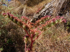 Sempervivum vicentei