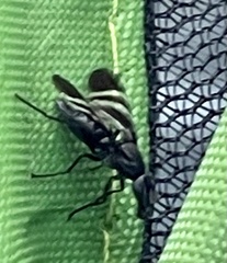 Tritoxa flexa