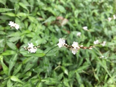 Persicaria jucunda