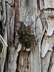 Brochymena quadripustulata