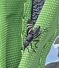 Tritoxa flexa