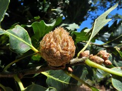 Andricus foecundatrix