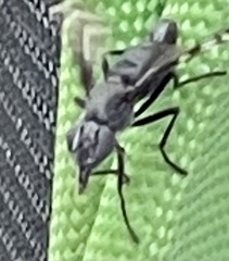Tritoxa flexa