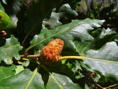 Andricus foecundatrix