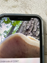 Climacocystis borealis