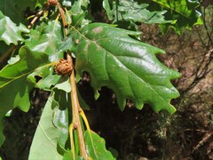 Andricus foecundatrix