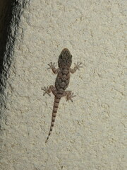 Tarentola mauritanica