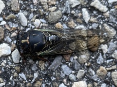 Neotibicen lyricen engelhardti