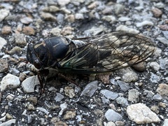 Neotibicen lyricen engelhardti