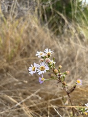 Symphyotrichum chilense