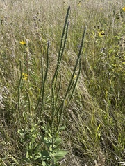 Verbena stricta