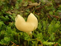 Helvella crispa
