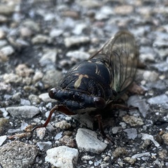 Neotibicen lyricen engelhardti