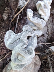 Xylaria polymorpha