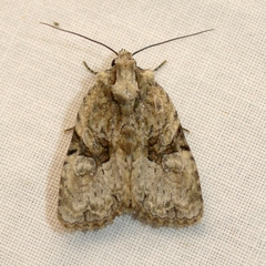 Oligia modica