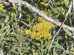 Solidago missouriensis