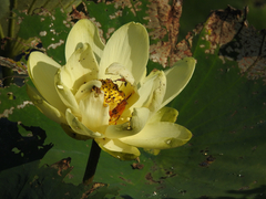 Nelumbo lutea