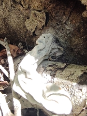 Xylaria polymorpha