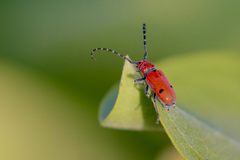 Tetraopes femoratus