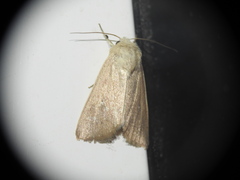 Mythimna sicula