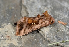 Autographa jota